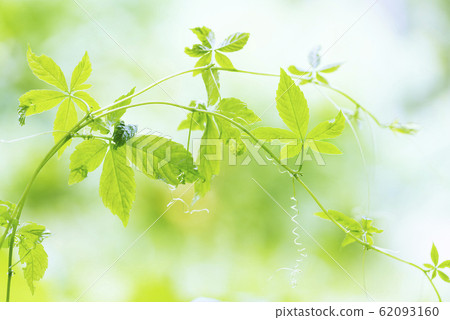 Ama Cha Shuul Sapporo 62093160