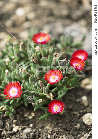 Delosperma Yurigahara Park Delosperma Yurigahara Park 62093162