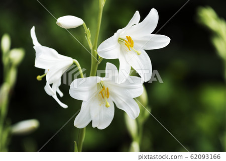 Madonna Lily Yorigahara Park 62093166
