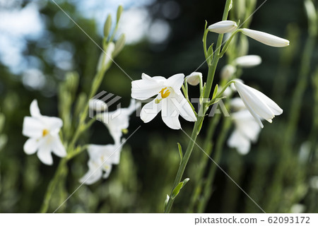 Madonna Lily Yorigahara Park 62093172