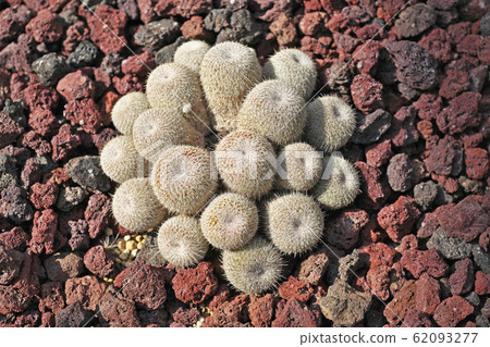 Cactus Mamilylia Cactus Mamilylia 62093277