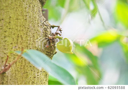 Yellow-green soursop buds 62093588