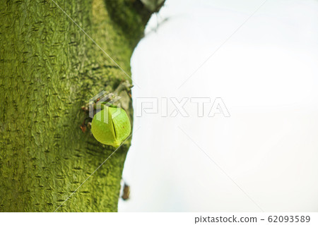 Yellow-green soursop buds 62093589