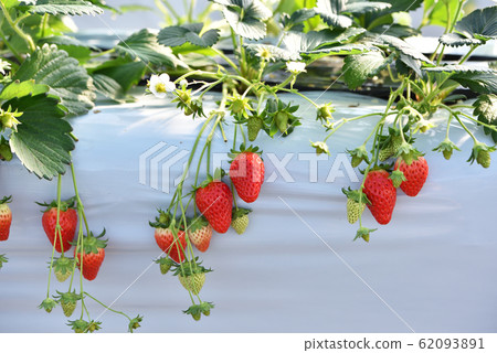 草莓味 草莓味 62093891
