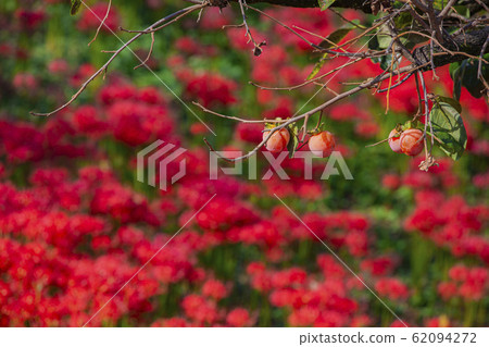 柿樹上成熟的樹和群集孤挺花盛開 62094272