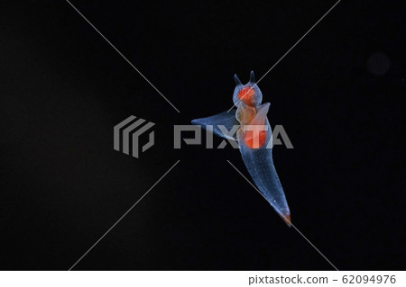 Clione swimming in cold water (Clione swimming in cold water) Clione swimming in cold water (Clione swimming in cold water) 62094976