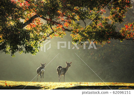 Autumn deer 62096151