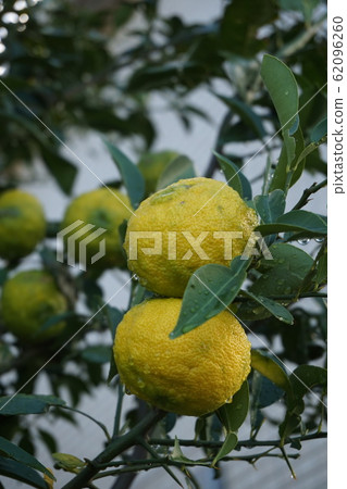 Yuzu 62096260