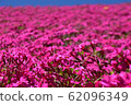 Shibazakura Shibazakura 62096349