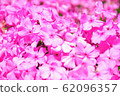 Shibazakura Shibazakura 62096357