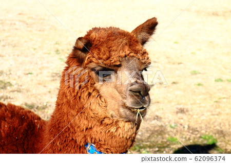 Alpaca Alpaca 62096374