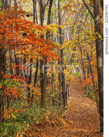 Road in autumn forest 62096793