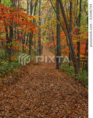Road 2 in the autumn forest 62096794