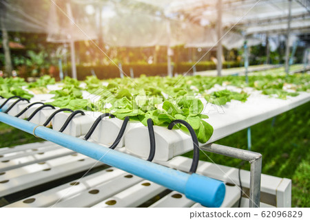 Hydroponic system young vegetable and fresh green Hydroponic system young vegetable and fresh green 62096829