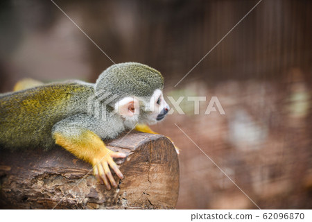 Squirrel monkey lying on wood timber nature blur Squirrel monkey lying on wood timber nature blur 62096870