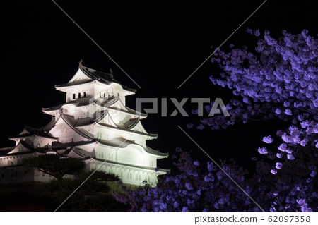 Himeji Castle with cherry blossoms, Japan.  62097358