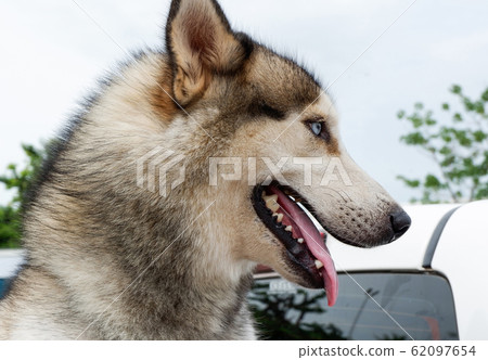 Close up of face Siberian Husky dog tongue 62097654