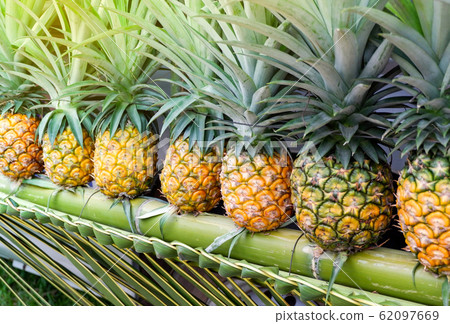 Fresh pineapple tropical fruit on the bamboo for 62097669