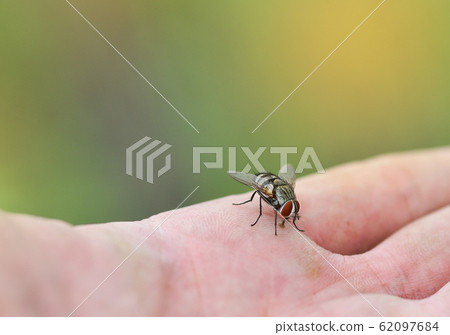 House fly on human skin hand / Close up fly macro House fly on human skin hand / Close up fly macro 62097684