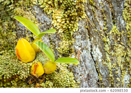 Orchid and moss on the tree in tropical forest. Closeup and copy space. 62098530