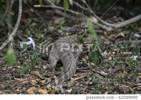 尼羅河監控器和廢棄垃圾 62099000