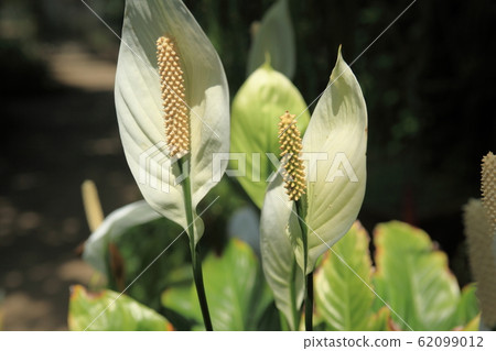 Spatial film Spatial film 62099012