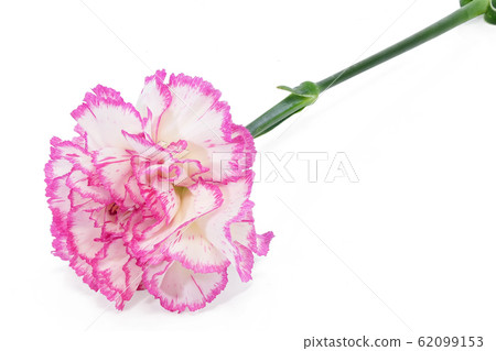 [康乃馨]（深度合成） 62099153