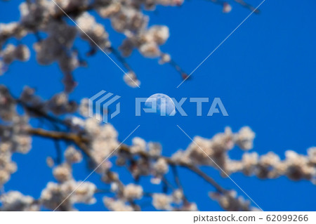 Sakura and moon Sakura and moon 62099266