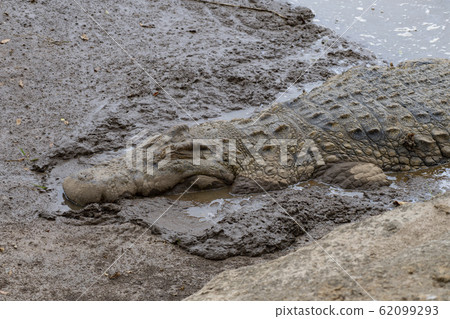 Alligator taking a nap 62099293