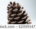 松果 62099347