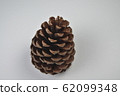松果 62099348