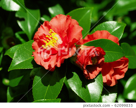Beautiful camellia (natural texture) Beautiful camellia (natural texture) 62099833