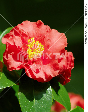 Beautiful camellia (natural texture) Beautiful camellia (natural texture) 62099847