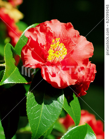 Beautiful camellia (natural texture) Beautiful camellia (natural texture) 62099848