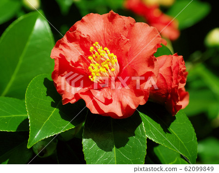 美麗的山茶花(自然紋理) 美麗的山茶花(自然紋理) 62099849