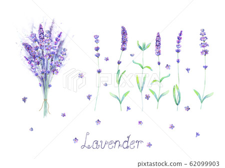 Lavender flowers, bouquet, lettering purple green 62099903