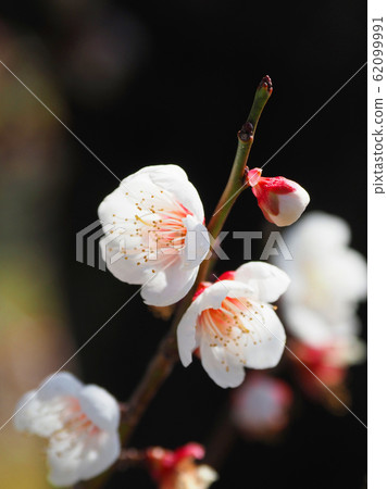 正宗，太宰府梅 62099991