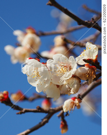 Authentic, plum of Dazaifu 62100009