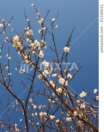 Authentic, plum of Dazaifu 62100012