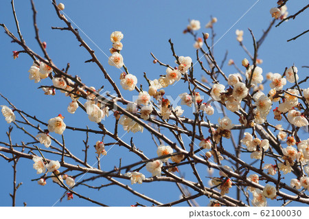 正宗,太宰府梅 正宗,太宰府梅 62100030