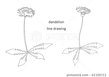 蒲公英線描 62100151