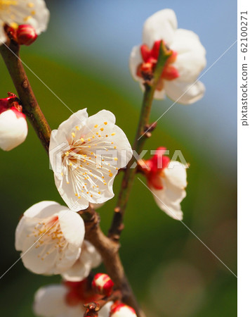 正宗，太宰府梅 62100271