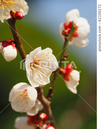 正宗,太宰府梅 正宗,太宰府梅 62100272