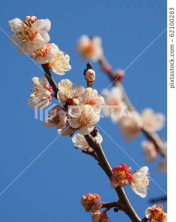 Authentic, plum of Dazaifu Authentic, plum of Dazaifu 62100283