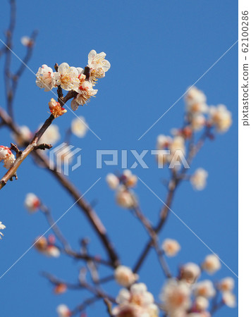 Authentic, plum of Dazaifu Authentic, plum of Dazaifu 62100286