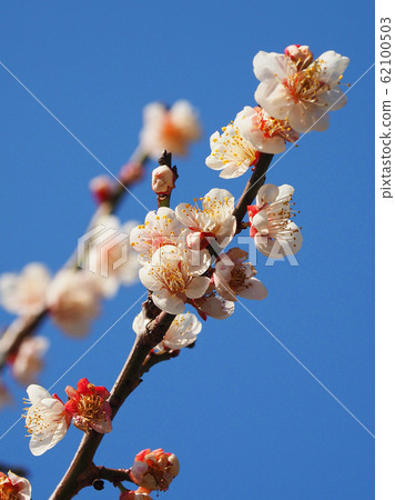 Authentic, plum of Dazaifu 62100503