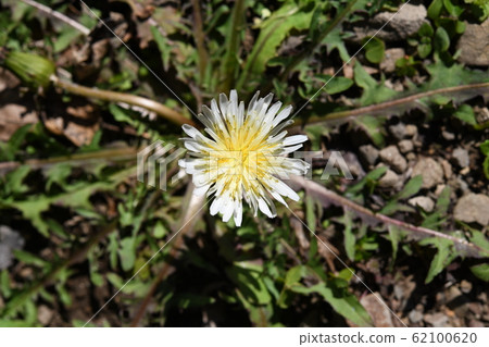 Dandelion seen from directly above Dandelion seen from directly above 62100620