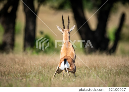 nature call, chinkara, antelope 62100927