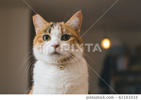 Mikane cat gazes at here 62101018