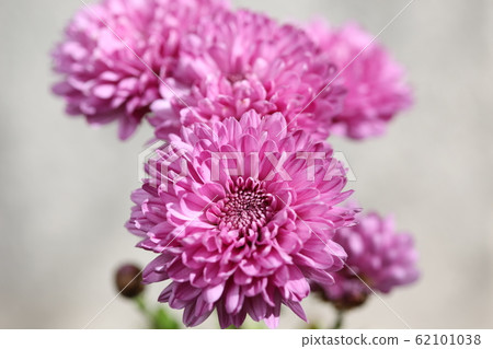 蓬蓬菊花 蓬蓬菊花 62101038